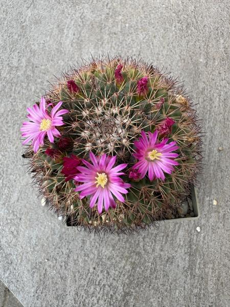 Mammillaria mystax